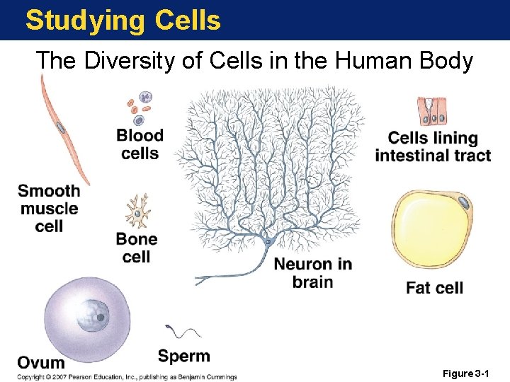Studying Cells The Diversity of Cells in the Human Body Figure 3 -1 