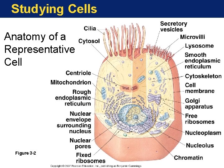 Studying Cells Anatomy of a Representative Cell Figure 3 -2 
