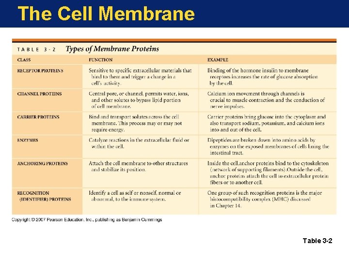 The Cell Membrane Table 3 -2 