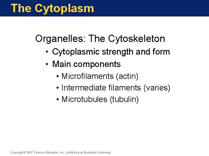 The Cytoplasm Organelles: The Cytoskeleton • Cytoplasmic strength and form • Main components •
