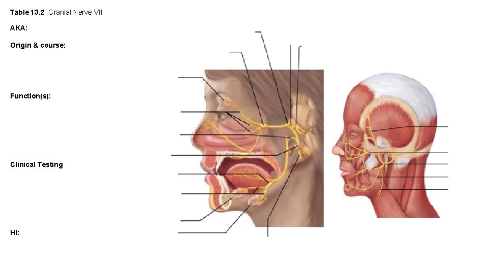Table 13. 2 Cranial Nerve VII AKA: Origin & course: Function(s): Clinical Testing HI:
