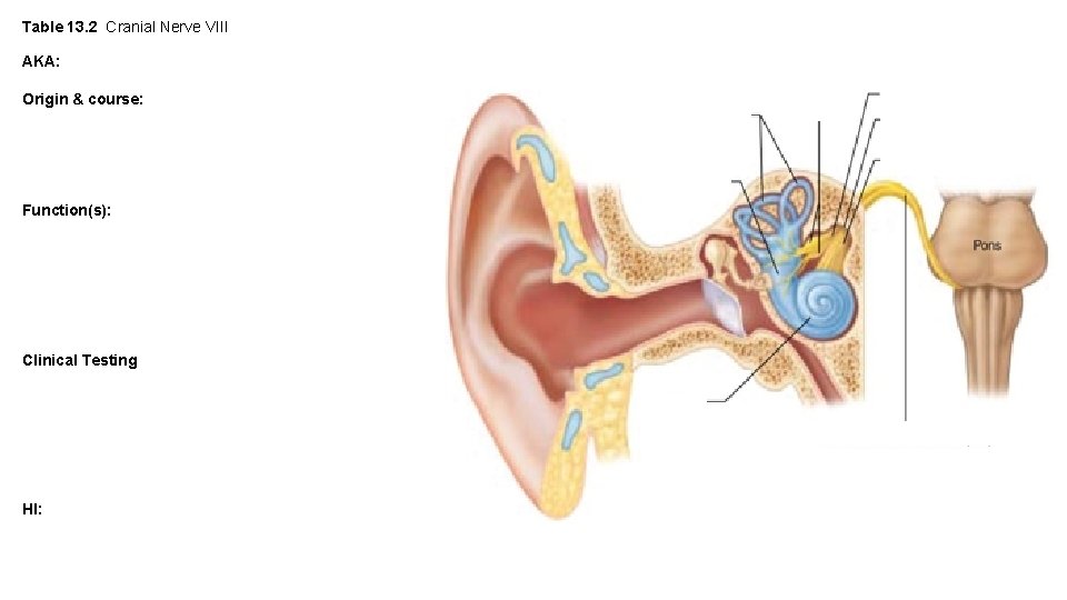 Table 13. 2 Cranial Nerve VIII AKA: Origin & course: Function(s): Clinical Testing HI: