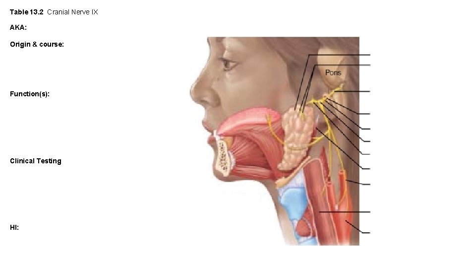 Table 13. 2 Cranial Nerve IX AKA: Origin & course: Function(s): Clinical Testing HI: