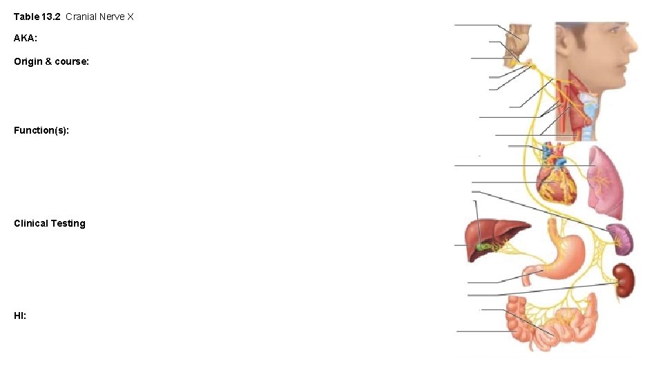 Table 13. 2 Cranial Nerve X AKA: Origin & course: Function(s): Clinical Testing HI: