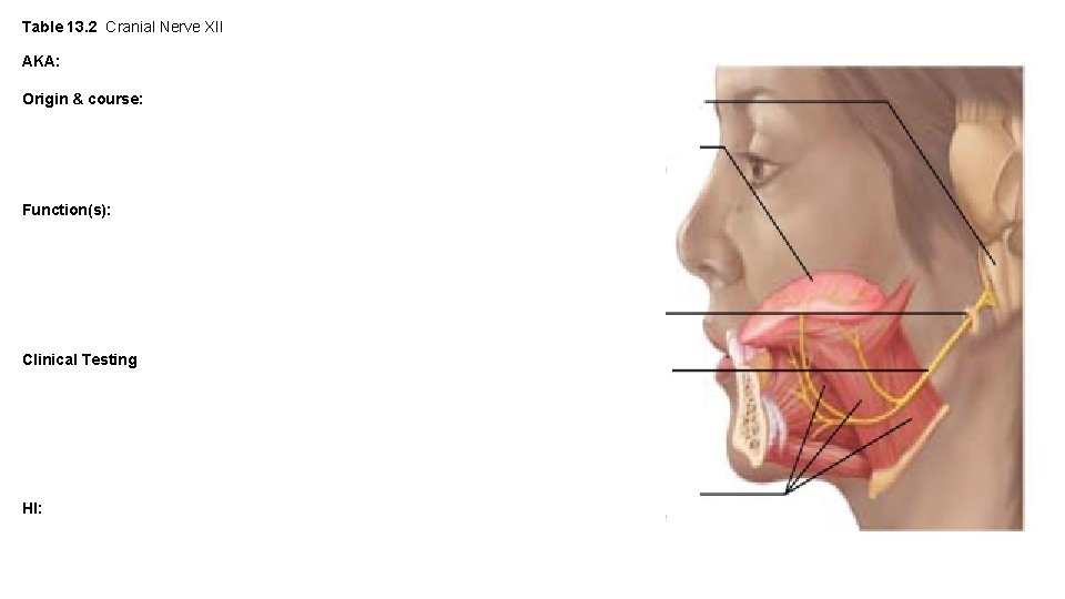 Table 13. 2 Cranial Nerve XII AKA: Origin & course: Function(s): Clinical Testing HI: