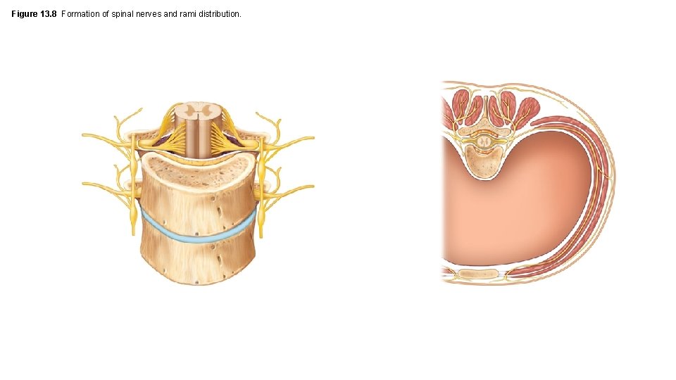 Figure 13. 8 Formation of spinal nerves and rami distribution. 