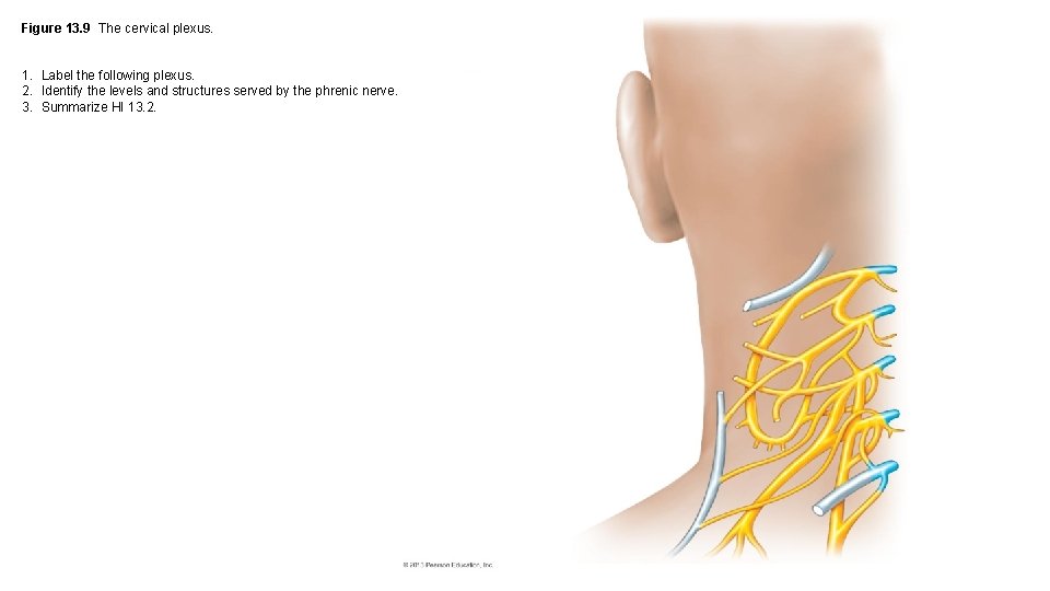 Figure 13. 9 The cervical plexus. 1. Label the following plexus. 2. Identify the