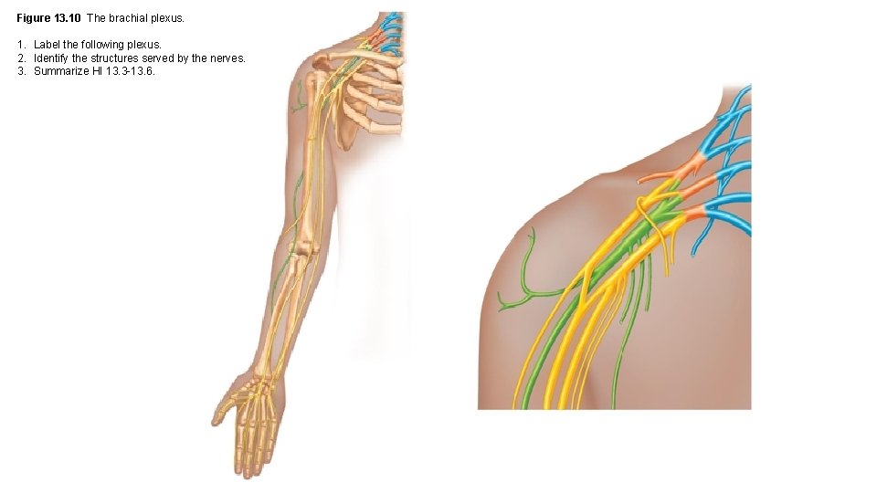 Figure 13. 10 The brachial plexus. 1. Label the following plexus. 2. Identify the