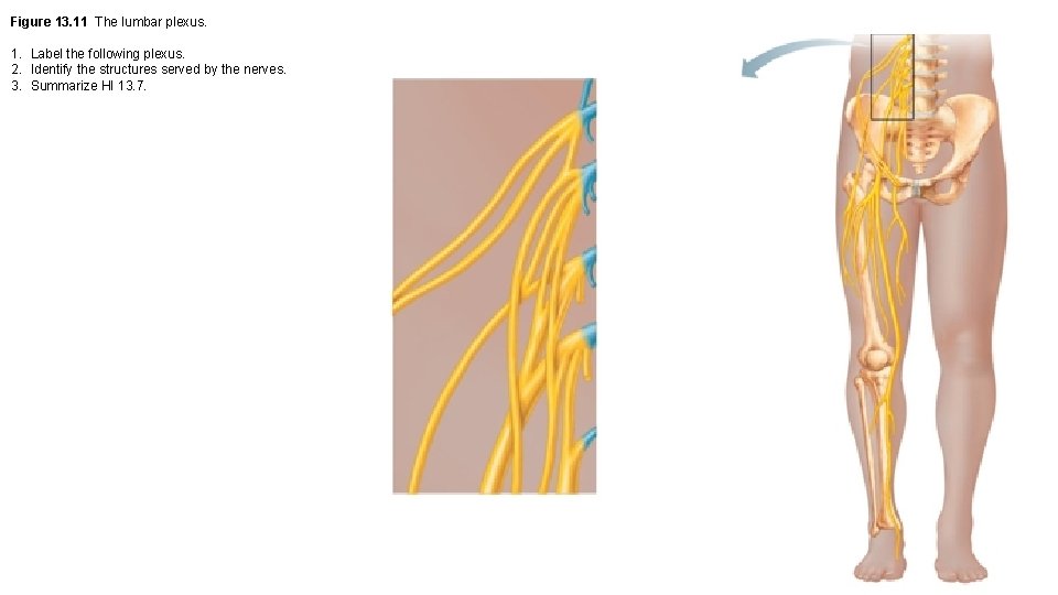 Figure 13. 11 The lumbar plexus. 1. Label the following plexus. 2. Identify the