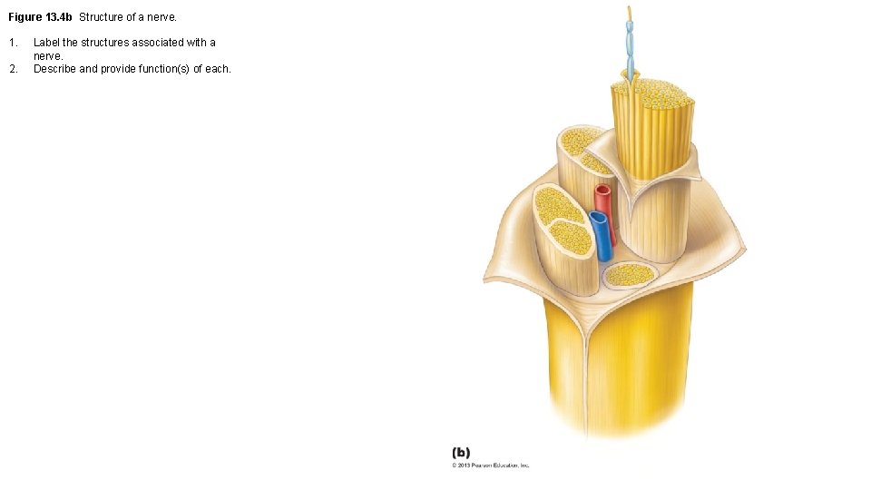 Figure 13. 4 b Structure of a nerve. 1. 2. Label the structures associated