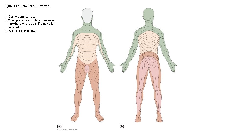 Figure 13. 13 Map of dermatomes. 1. Define dermatomes. 2. What prevents complete numbness