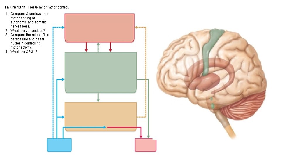 Figure 13. 14 Hierarchy of motor control. 1. Compare & contrast the motor ending