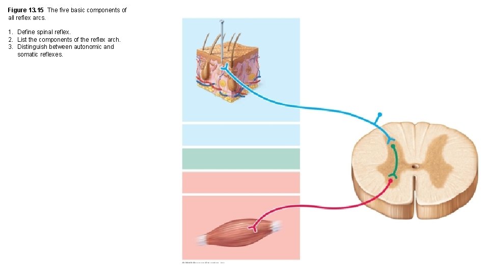 Figure 13. 15 The five basic components of all reflex arcs. 1. Define spinal