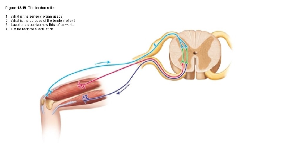 Figure 13. 19 The tendon reflex. 1. 2. 3. 4. What is the sensory