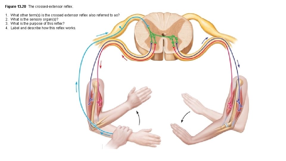 Figure 13. 20 The crossed-extensor reflex. 1. 2. 3. 4. What other term(s) is