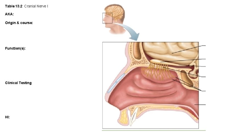 Table 13. 2 Cranial Nerve I AKA: Origin & course: Function(s): Clinical Testing HI: