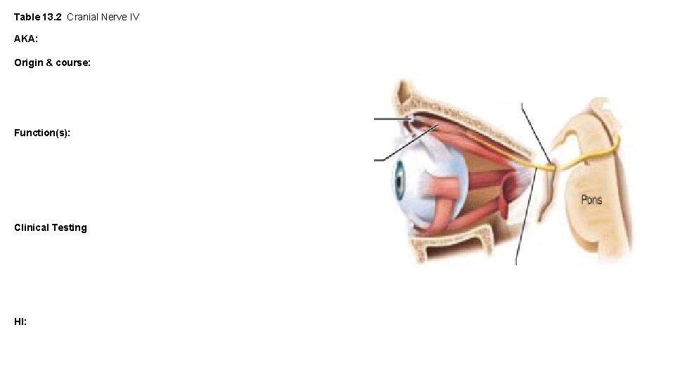 Table 13. 2 Cranial Nerve IV AKA: Origin & course: Function(s): Clinical Testing HI: