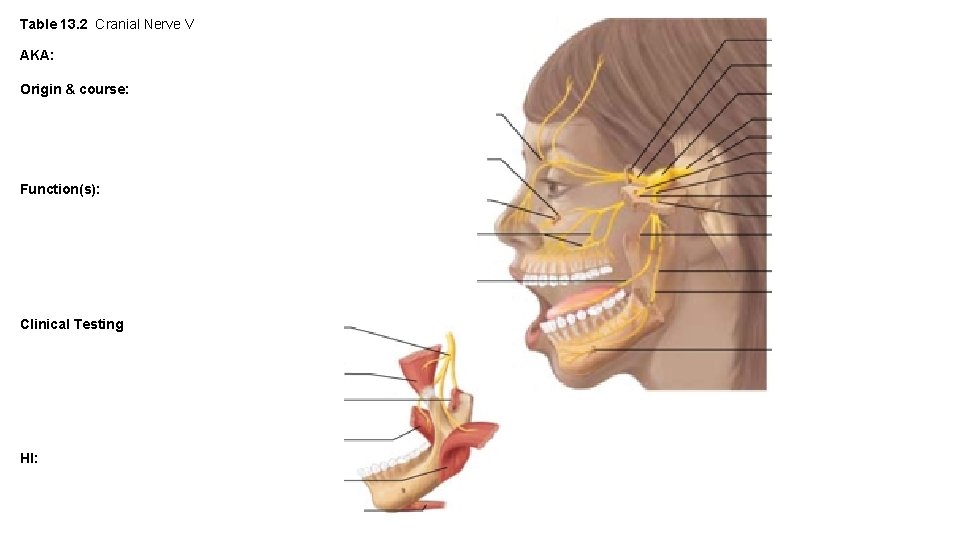 Table 13. 2 Cranial Nerve V AKA: Origin & course: Function(s): Clinical Testing HI: