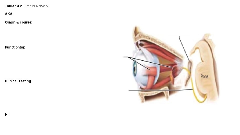 Table 13. 2 Cranial Nerve VI AKA: Origin & course: Function(s): Clinical Testing HI: