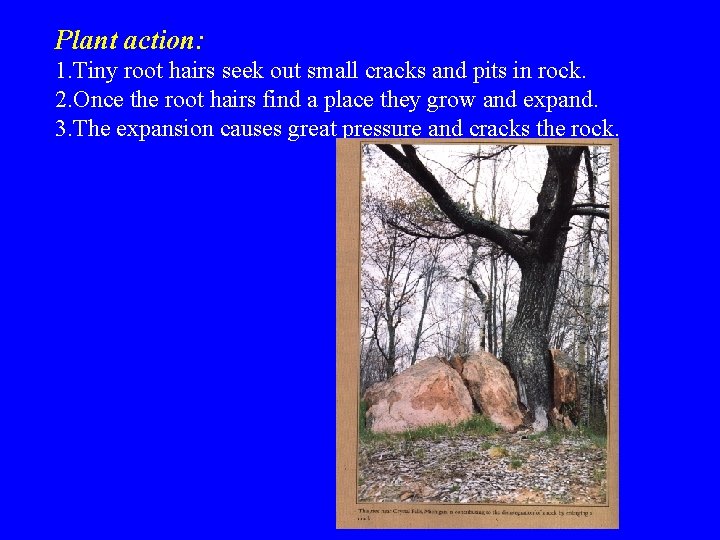 Plant action: 1. Tiny root hairs seek out small cracks and pits in rock.