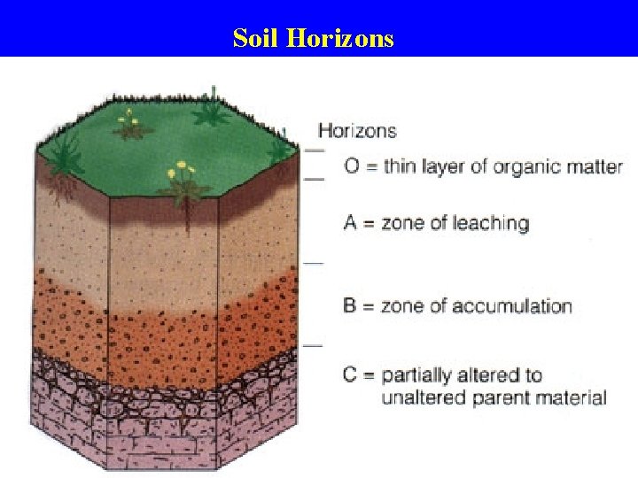 Soil Horizons 