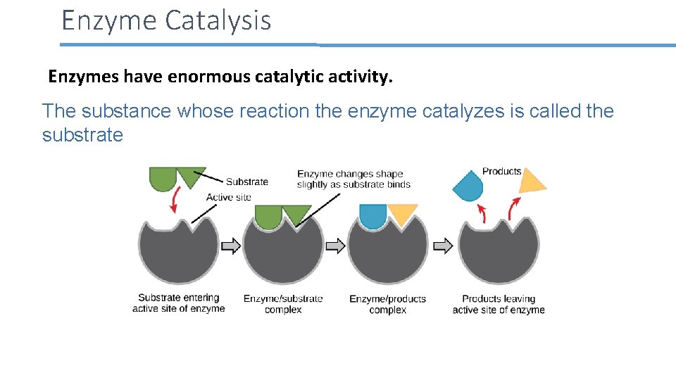 Enzyme Catalysis Enzymes have enormous catalytic activity. The substance whose reaction the enzyme catalyzes