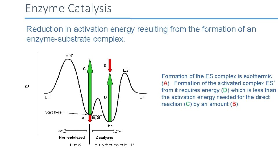 Enzyme Catalysis Reduction in activation energy resulting from the formation of an enzyme-substrate complex.