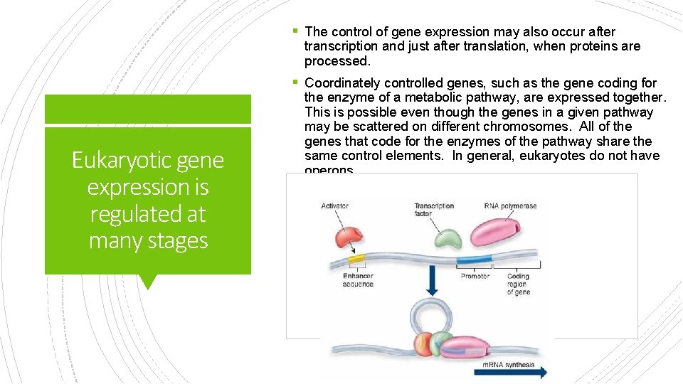 § The control of gene expression may also occur after transcription and just after