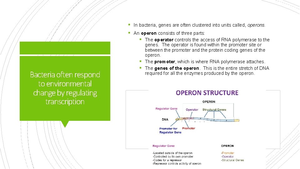 § In bacteria, genes are often clustered into units called, operons. § An operon