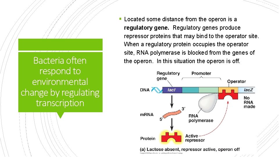 § Located some distance from the operon is a Bacteria often respond to environmental