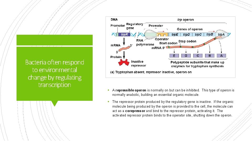 Bacteria often respond to environmental change by regulating transcription § A repressible operon is