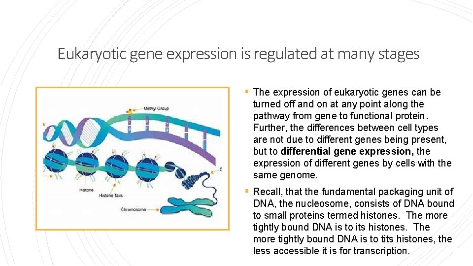 Eukaryotic gene expression is regulated at many stages § The expression of eukaryotic genes