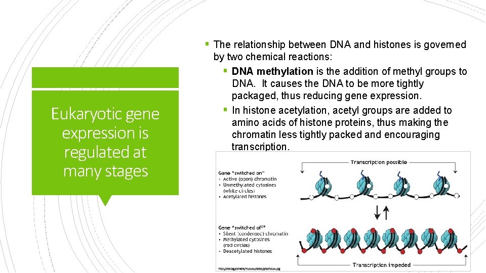 § The relationship between DNA and histones is governed Eukaryotic gene expression is regulated