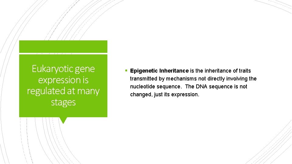 Eukaryotic gene expression is regulated at many stages § Epigenetic Inheritance is the inheritance