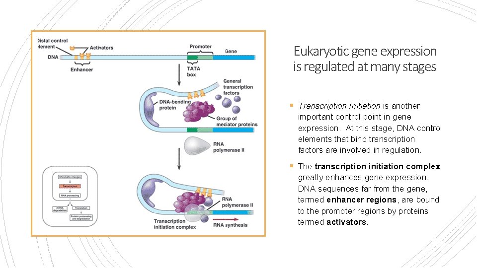 Eukaryotic gene expression is regulated at many stages § Transcription Initiation is another important