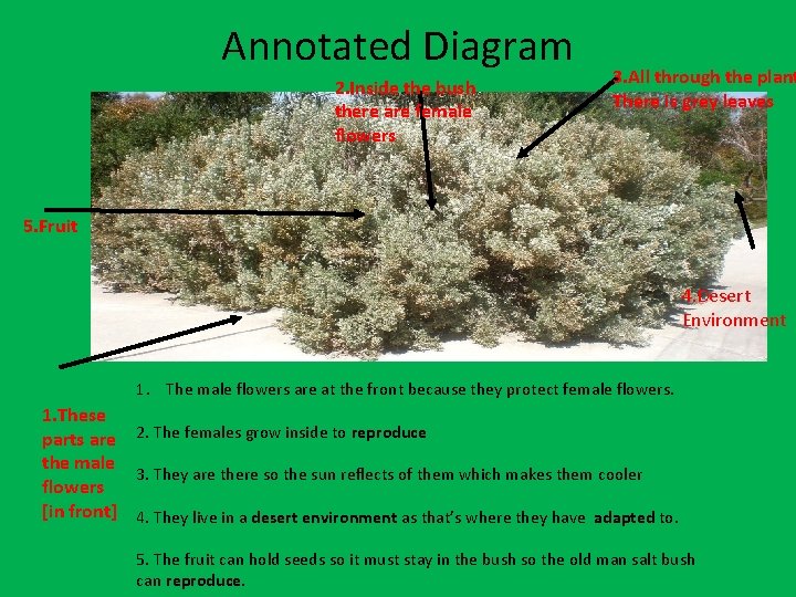 Annotated Diagram 2. Inside the bush there are female flowers 3. All through the