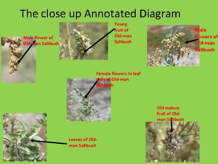 The close up Annotated Diagram Young fruit of Old-man Saltbush Male flowers of Old-man