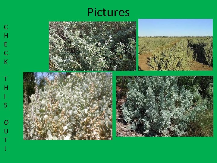 Pictures C H E C K T H I S O U T !