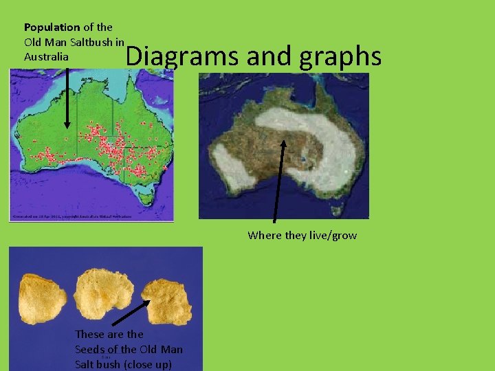 Population of the Old Man Saltbush in Australia Diagrams and graphs Where they live/grow