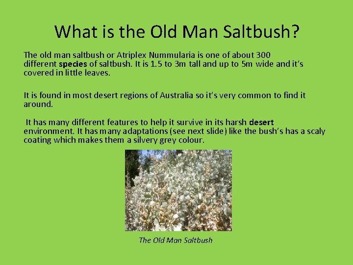What is the Old Man Saltbush? The old man saltbush or Atriplex Nummularia is