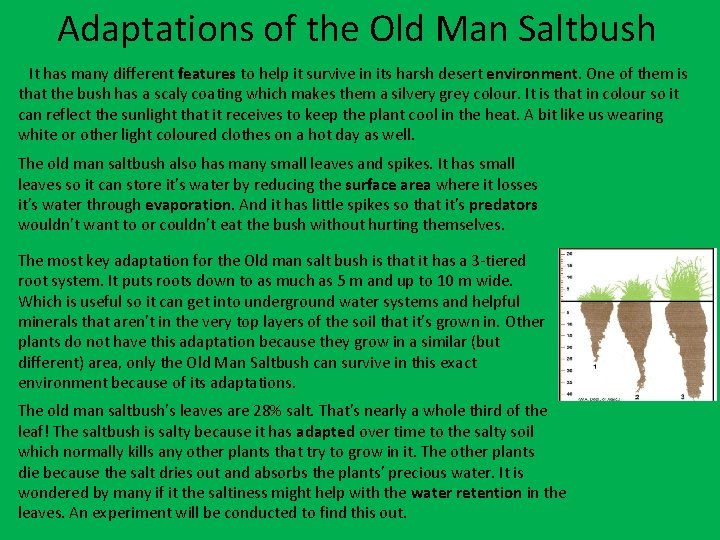 Adaptations of the Old Man Saltbush It has many different features to help it