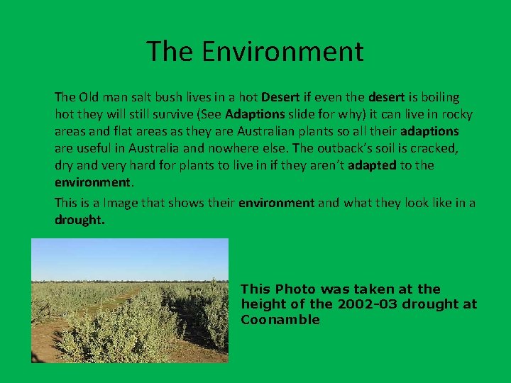 The Environment The Old man salt bush lives in a hot Desert if even