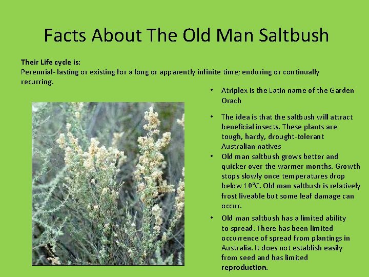 Facts About The Old Man Saltbush Their Life cycle is: Perennial- lasting or existing