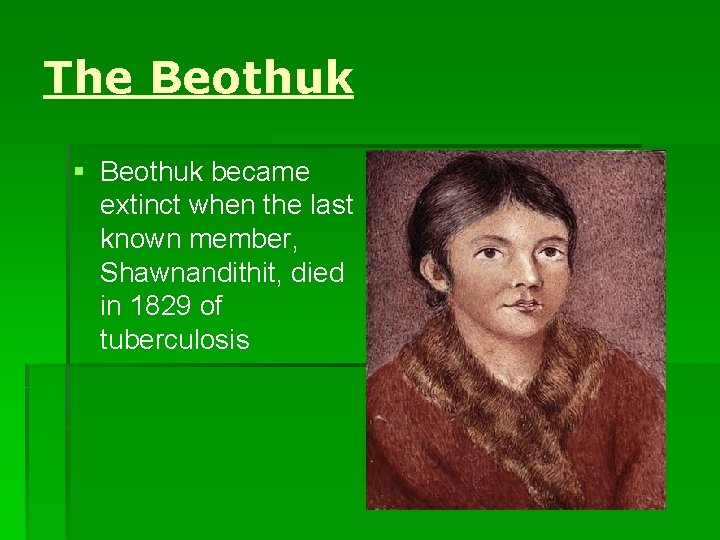 The Beothuk § Beothuk became extinct when the last known member, Shawnandithit, died in