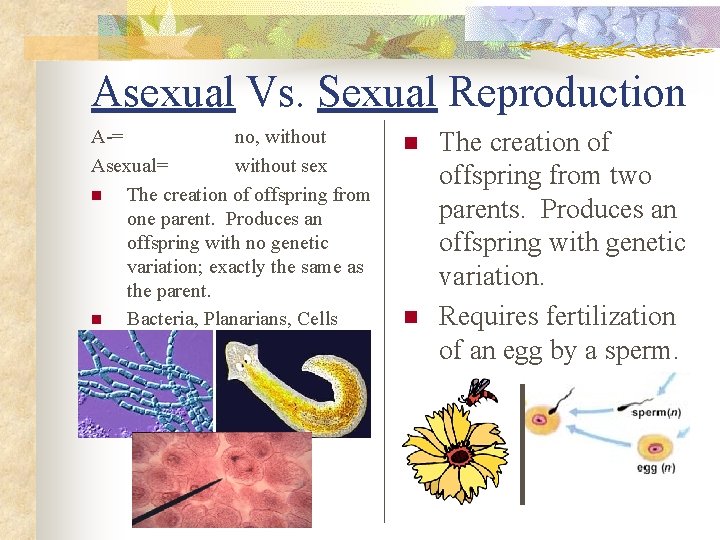 Asexual Vs. Sexual Reproduction A-= no, without Asexual= without sex n The creation of Asexual Vs. Sexual Reproduction A-= no, without Asexual= without sex n The creation of