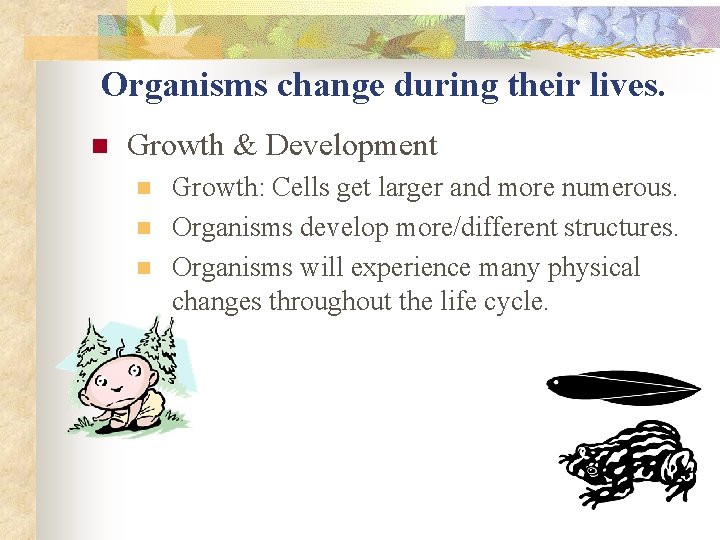 Organisms change during their lives. n Growth & Development n n n Growth: Cells Organisms change during their lives. n Growth & Development n n n Growth: Cells