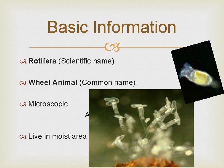 Basic Information Rotifera (Scientific name) Wheel Animal (Common name) Microscopic Animal Live in moist