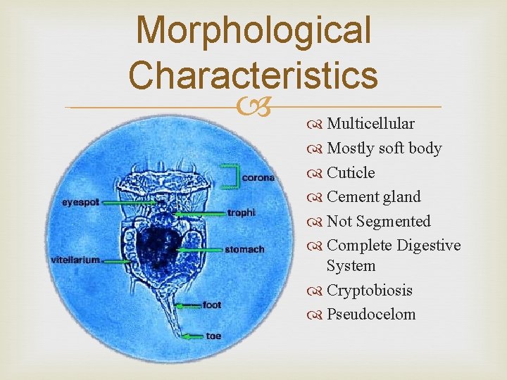 Morphological Characteristics Multicellular Mostly soft body Cuticle Cement gland Not Segmented Complete Digestive System