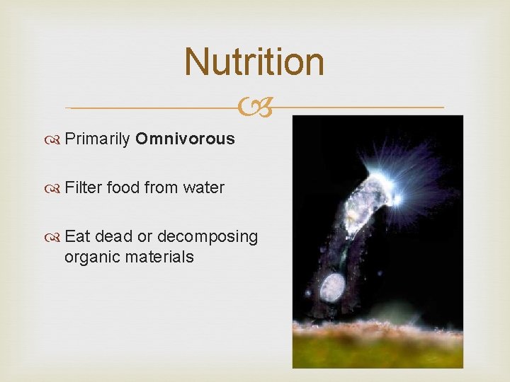 Nutrition Primarily Omnivorous Filter food from water Eat dead or decomposing organic materials 