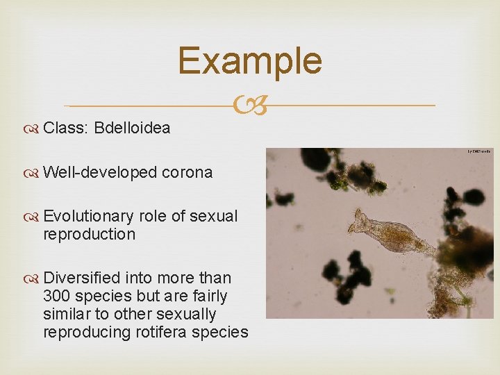 Example Class: Bdelloidea Well-developed corona Evolutionary role of sexual reproduction Diversified into more than